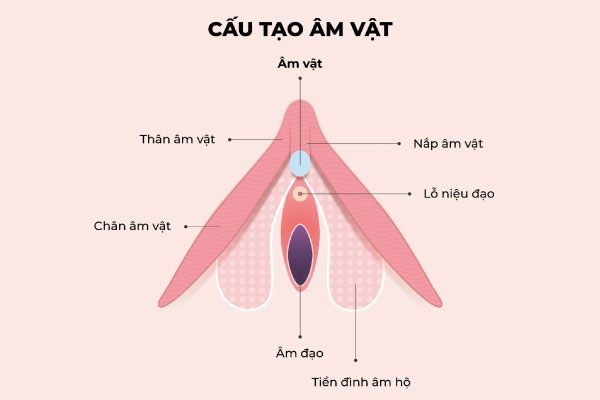 Hột le là gì? Cách xác định vị trí hột le phụ nữ cực chuẩn – Banobagi