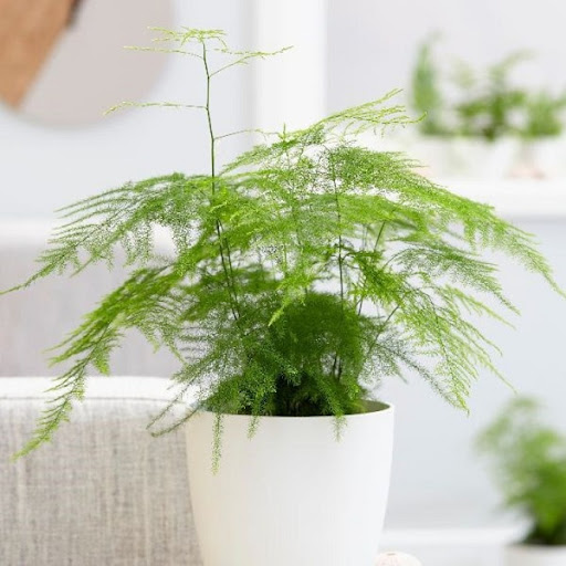 Điểm đến nào phù hợp cho cây thủy tùng?