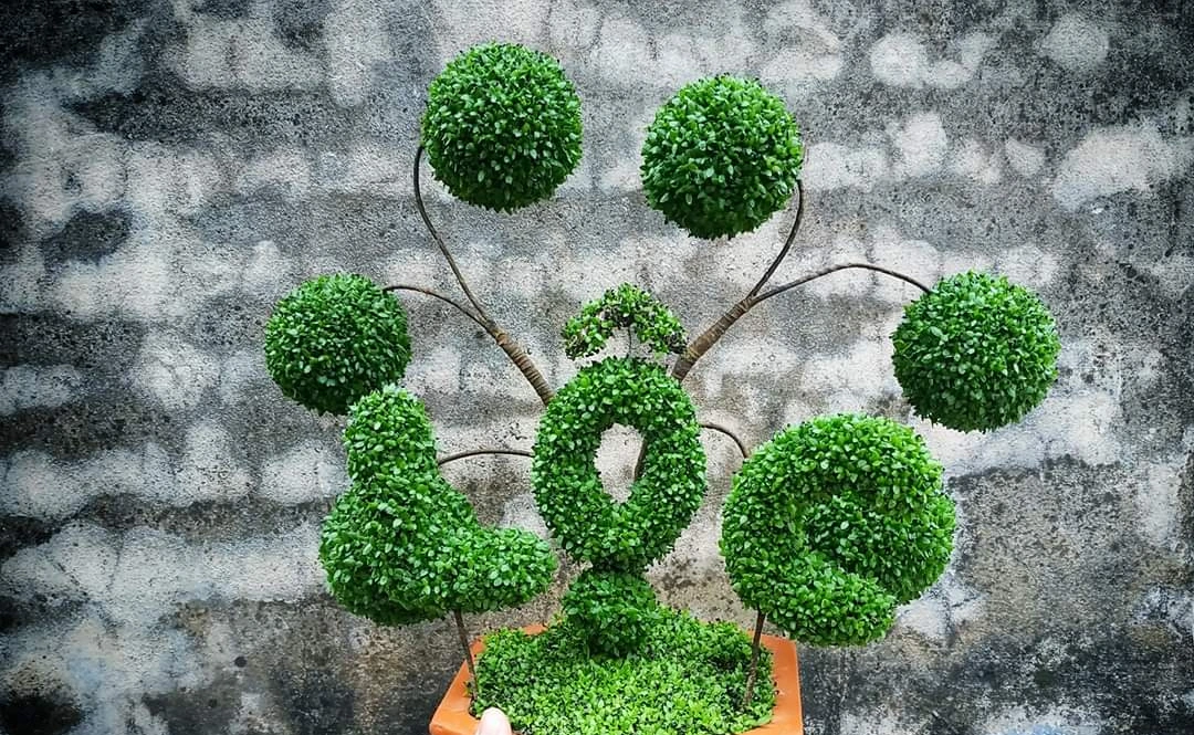 “Cây may mắn” mà mọi người chi hàng triệu đô la là gì?