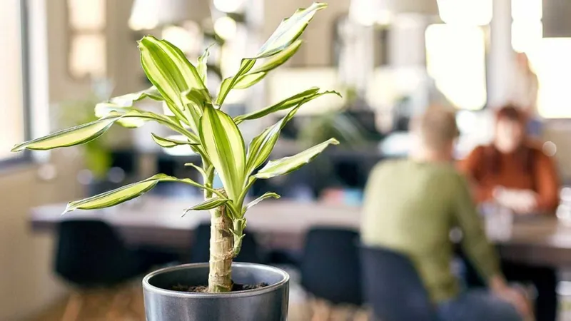 Cây huyết dụ thích hợp với những người mệnh Mộc và hợp với mệnh Hỏa.