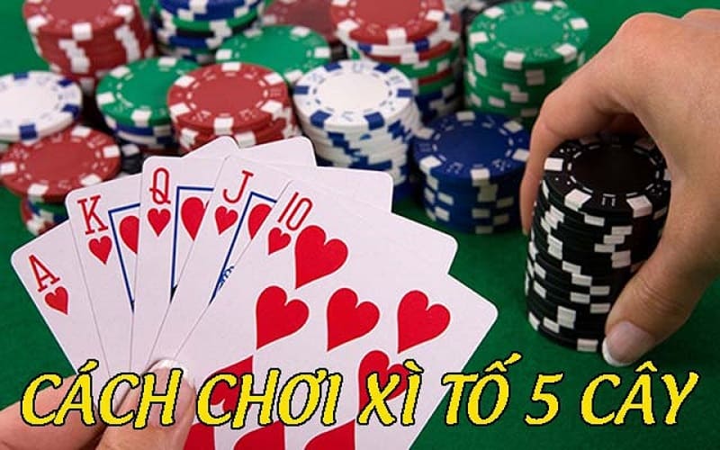 Cách Chơi Xì Tố 5 Cây Cơ Bản Và Hiệu Quả Cho Người Mới Bắt Đầu