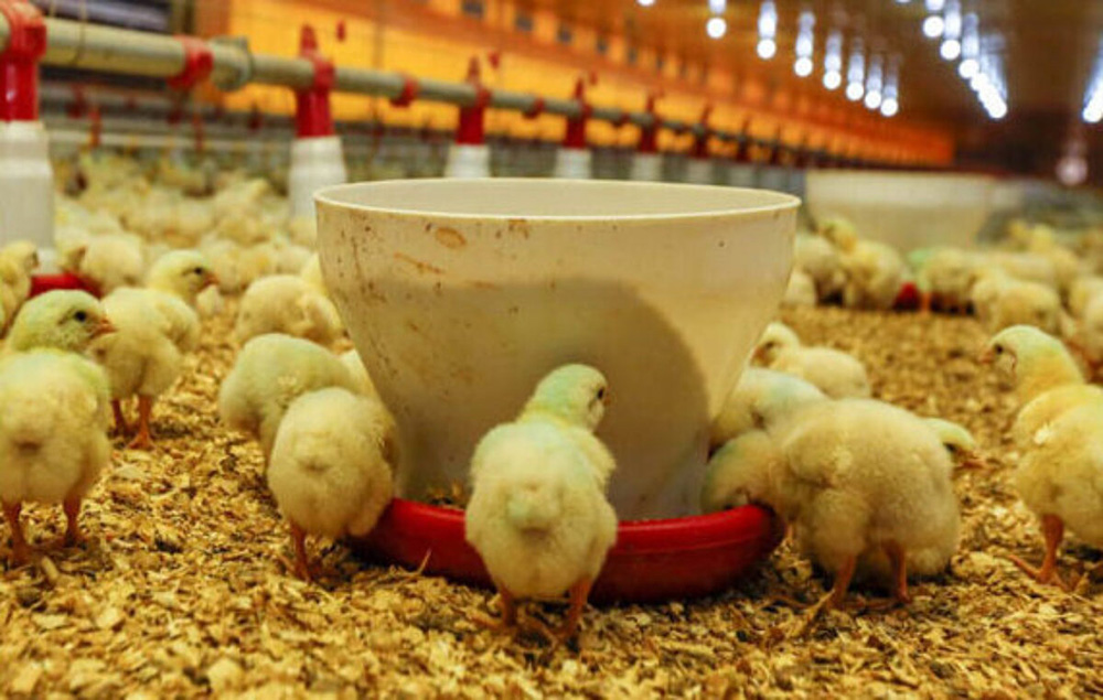 5 Bí Quyết Chọn Máng Ăn Cho Gà Theo Giai Đoạn Tuổi – Tối Ưu Hiệu Quả Sử Dụng Cám Trộn