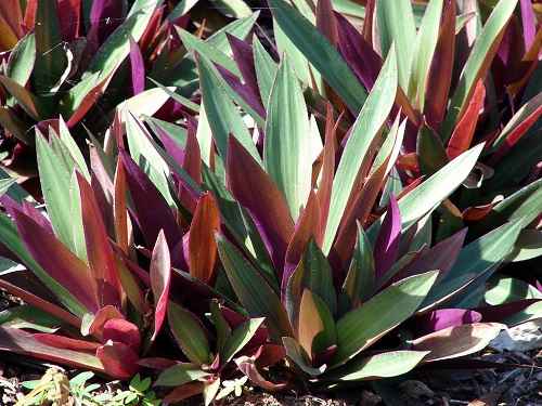 Cây lẻ bạn - Cây Cảnh Tam Kỳ - Phương Đông Garden