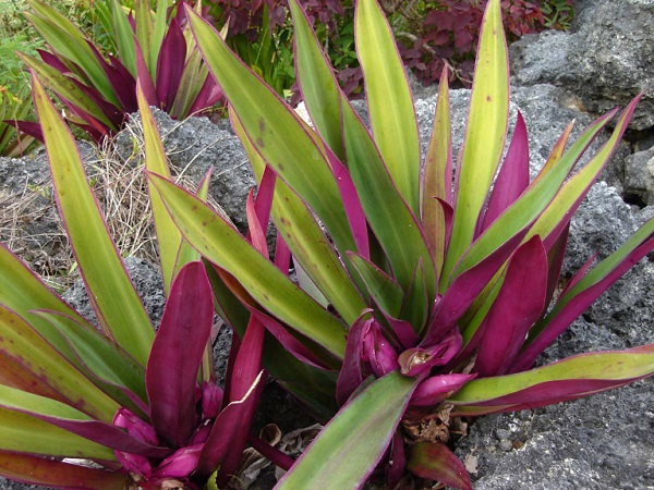 Hình ảnh cây Lê Ban