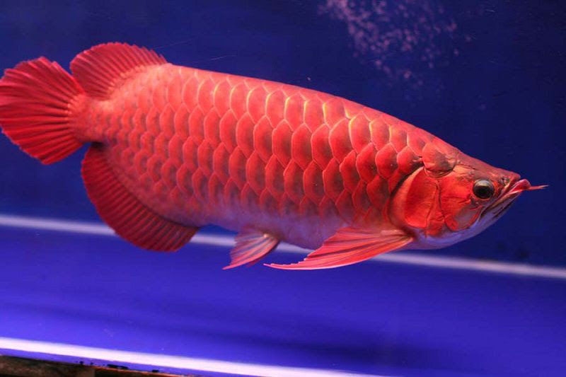 Hình ảnh cá cảnh 4