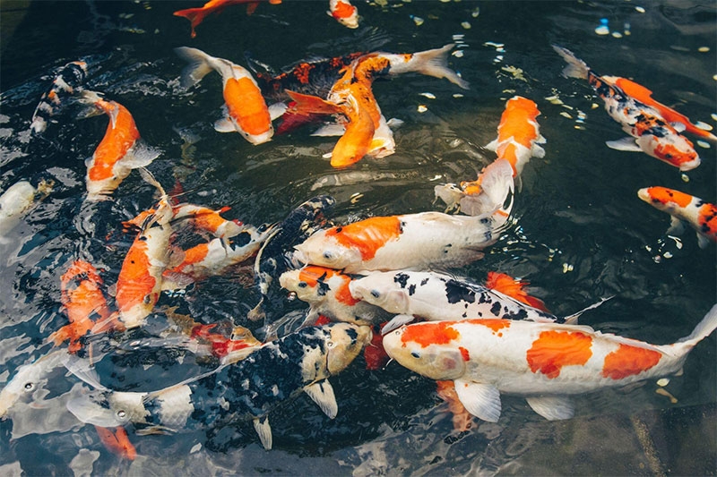 Cá cảnh hình số 6