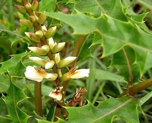  Cây ô rô có tác dụng trong điều trị nhiều loại bệnh lý khác nhau 