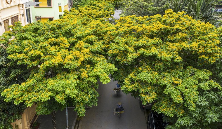 Giáng hương - Gỗ quý giá, hương thơm nồng nàn - Gỗ Phương Đông