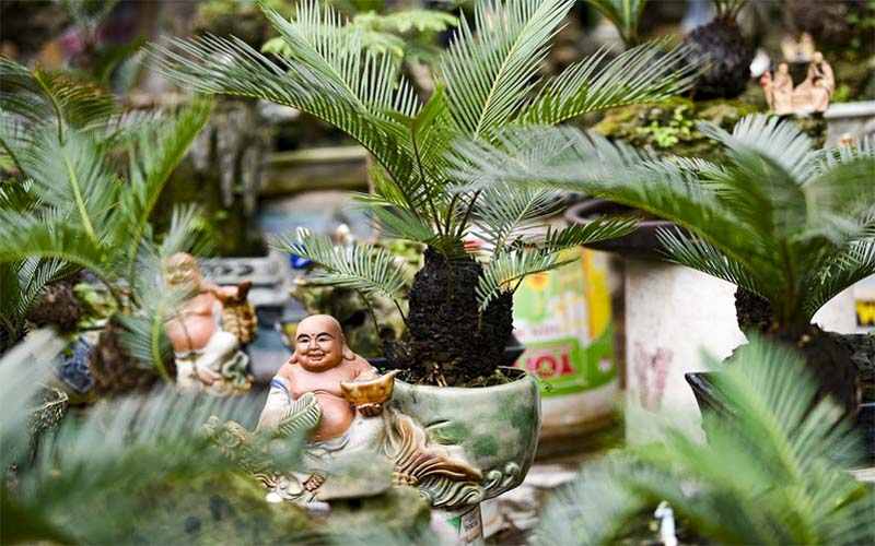 Cây tuế có ý nghĩa gì? Tuổi và số phận của cây tuế như thế nào?