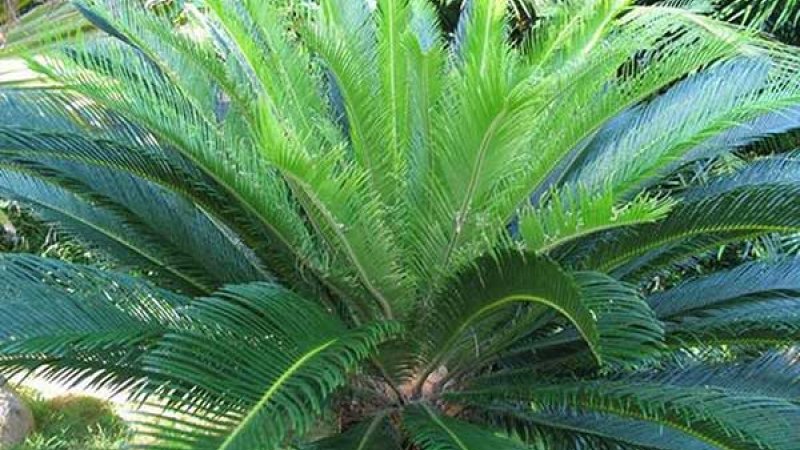 Cây tuế có ý nghĩa gì? Tuổi và số phận của cây tuế như thế nào?