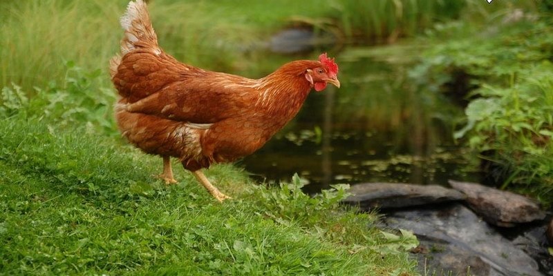 Gà Rốt Đỏ: Giới Thiệu Gà Rhode Đỏ Và Cách Nuôi Hiệu Quả 5 Gà Rốt Đỏ: Giới Thiệu Gà Rhode Đỏ Và Cách Nuôi Hiệu Quả - JUN88