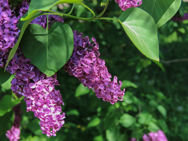 Ý nghĩa hoa tử đinh hương (lilac) - Lãng mạn và thanh tao