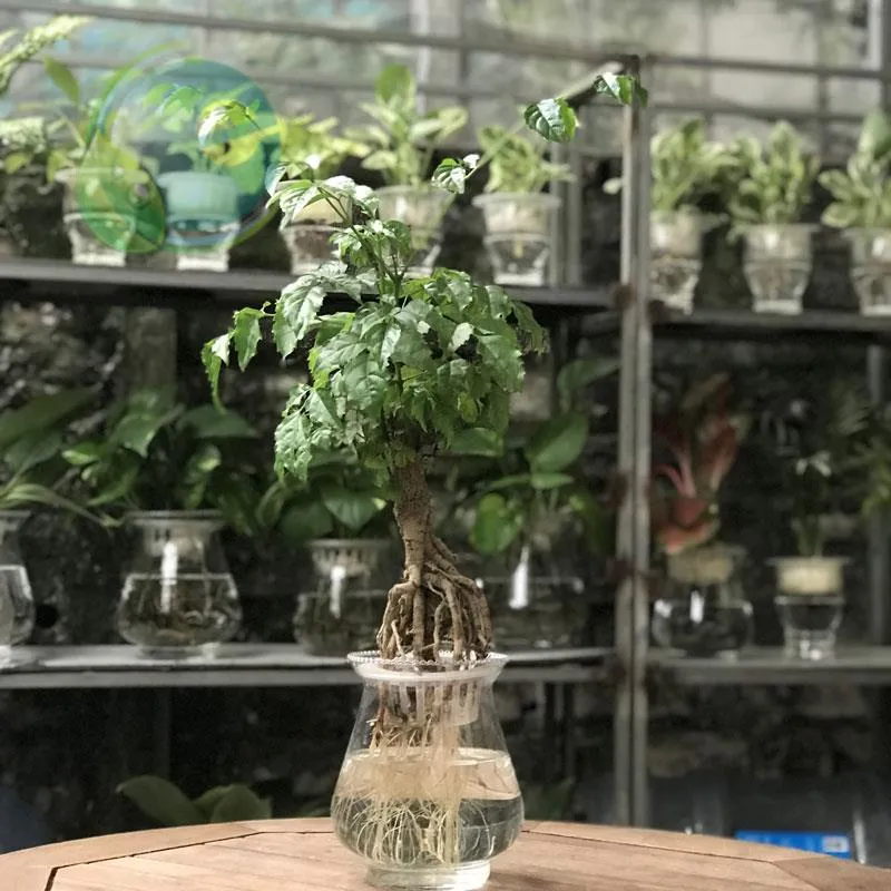 Cây hạnh phúc thủy sinh