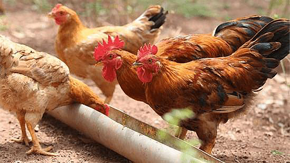 Một số yêu cầu khi chăn nuôi gà hữu cơ - Báo Nam Định điện tử