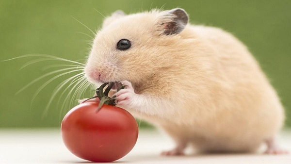 Đặc điểm tính cách người tuổi Tý