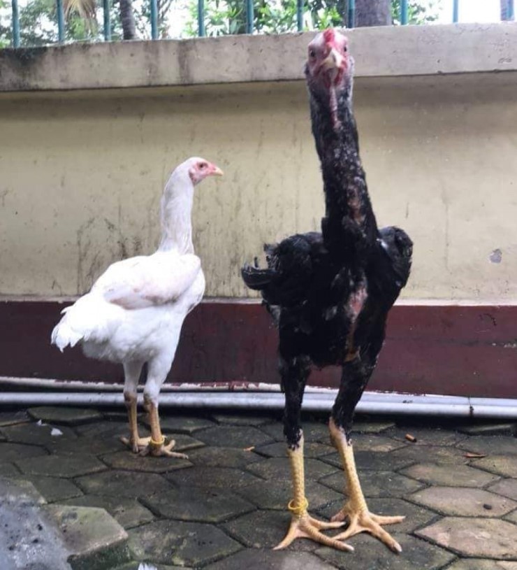 Cách chọn giống gà Indio Gigante chuẩn