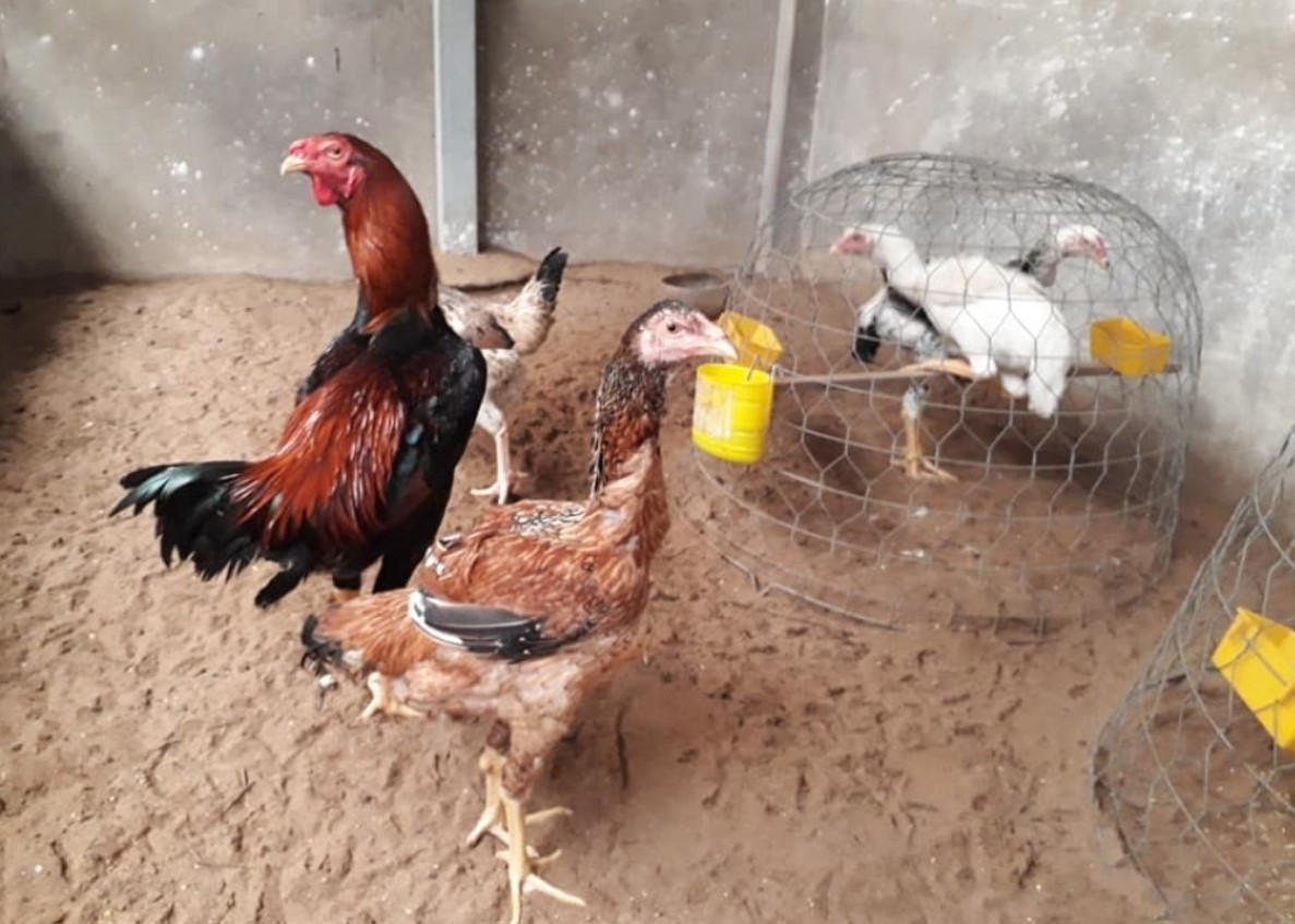 Đặc điểm hình dáng gà khổng lồ Nam Mỹ Brazil