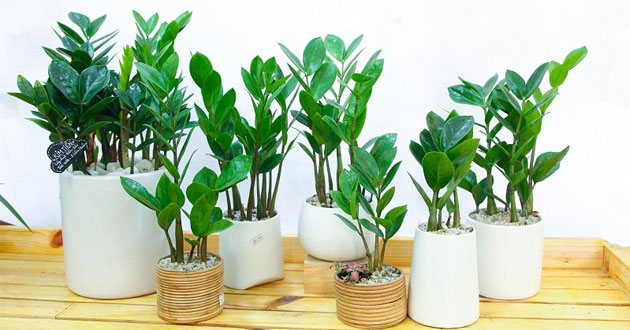 Tìm hiểu ý nghĩa sâu sắc của cây kim tiền nở hoa