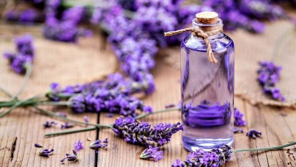 Ý nghĩa của hoa Oải Hương - Lavender